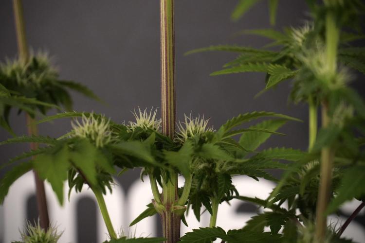 SOUR DIESEL-The Ascension of a Legend. Week 8 - Sour Diesel After  Defoliation 