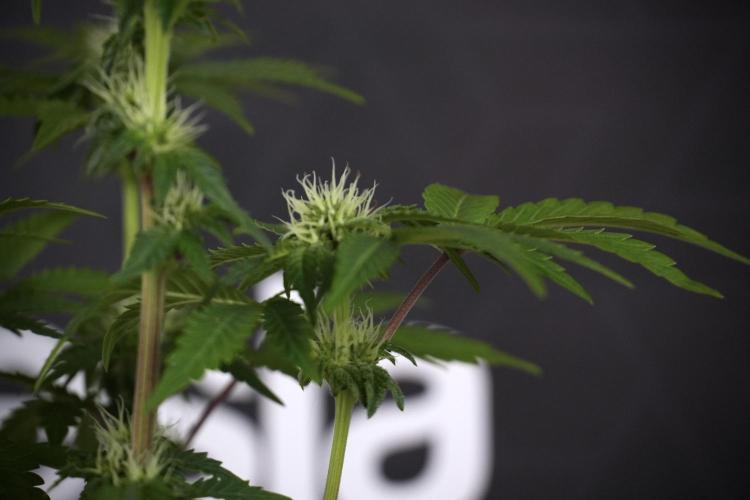 SOUR DIESEL-The Ascension of a Legend. Week 8 - Sour Diesel After  Defoliation 