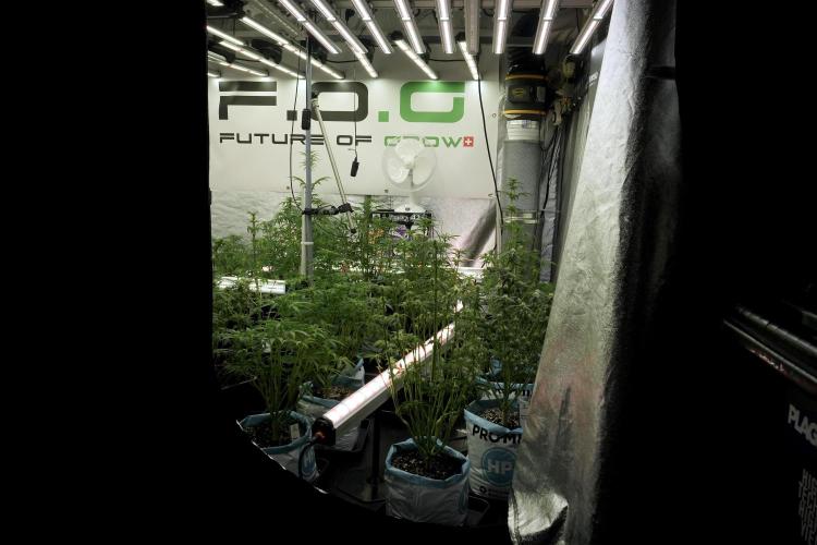 SOUR DIESEL-The Ascension of a Legend. Week 8 - Room and Vibes 