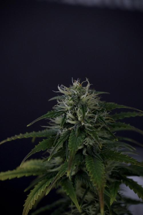SOUR DIESEL-The Ascension of a Legend. Week 8 - Side Project 