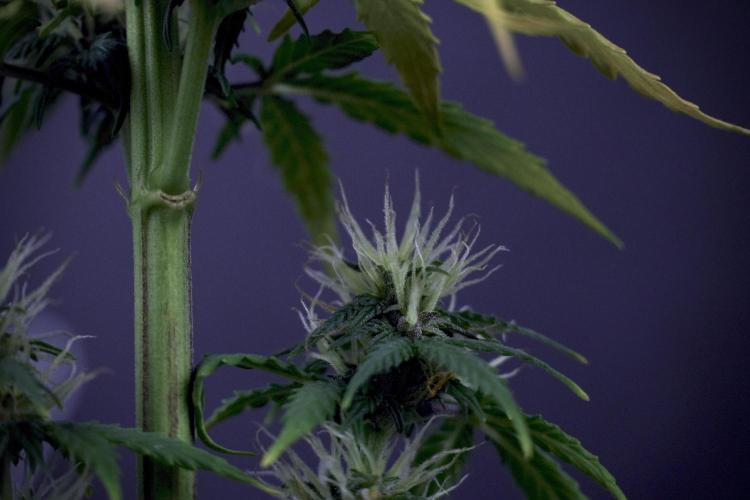 SOUR DIESEL-The Ascension of a Legend. Week 8 - Side Project 