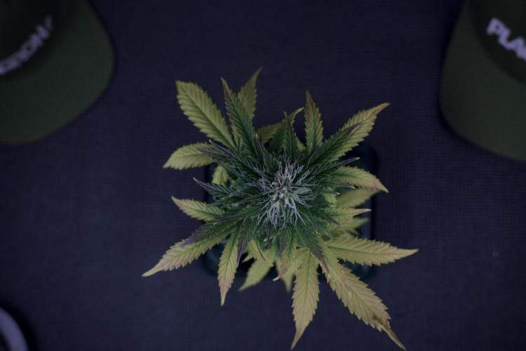 SOUR DIESEL-The Ascension of a Legend. Week 8 - Side Project 