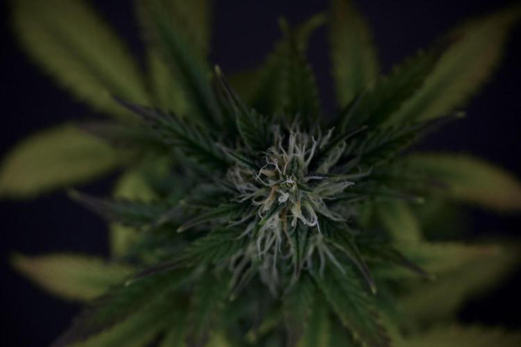 SOUR DIESEL-The Ascension of a Legend. Week 8 - Side Project 