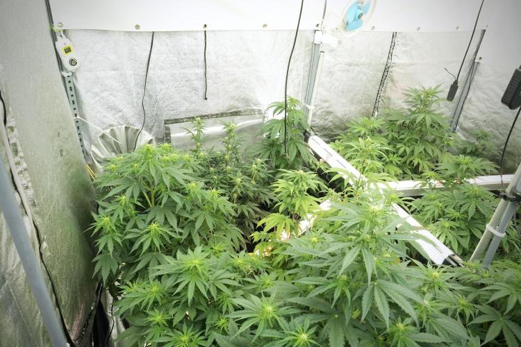 SOUR DIESEL-The Ascension of a Legend. Week 8 - Room and Vibes 