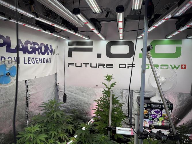 SOUR DIESEL-The Ascension of a Legend. Week 8 - Room and Vibes 