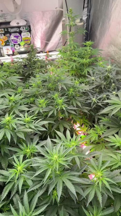 SOUR DIESEL-The Ascension of a Legend