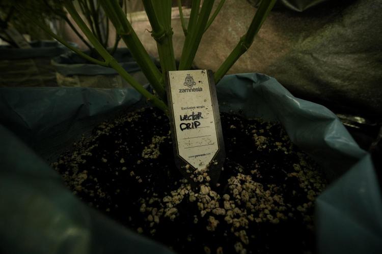 TicaL X Zamnesia-NectarDrip pack#268/750. Week 9 - Nectar Drip 12/12 From seed