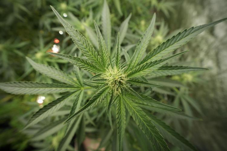 TicaL X Zamnesia-NectarDrip pack#268/750. Week 9 - Nectar Drip 12/12 From seed