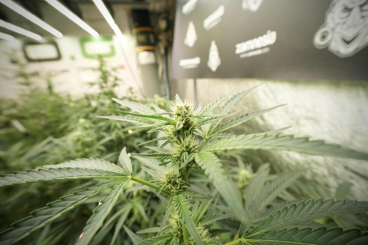 TicaL X Zamnesia-NectarDrip pack#268/750. Week 9 - Nectar Drip 12/12 From seed