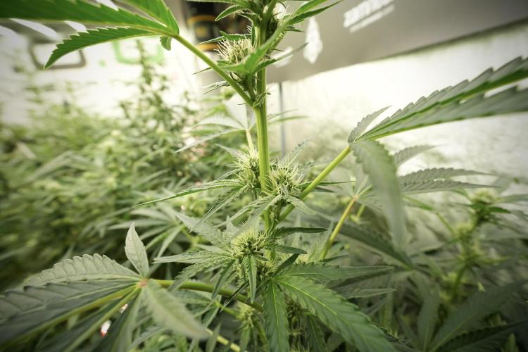 TicaL X Zamnesia-NectarDrip pack#268/750. Week 9 - Nectar Drip 12/12 From seed