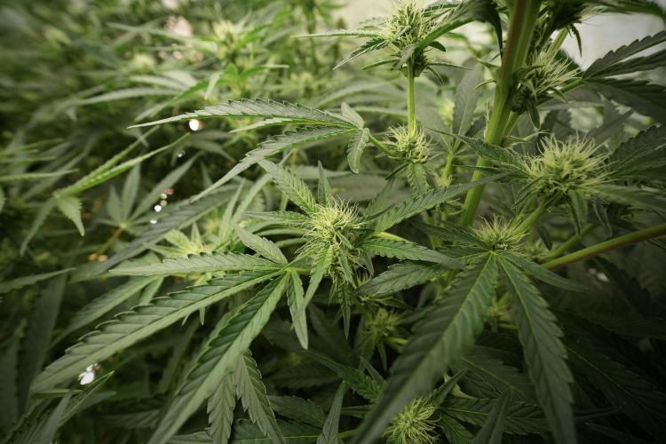 TicaL X Zamnesia-NectarDrip pack#268/750. Week 9 - Nectar Drip 12/12 From seed