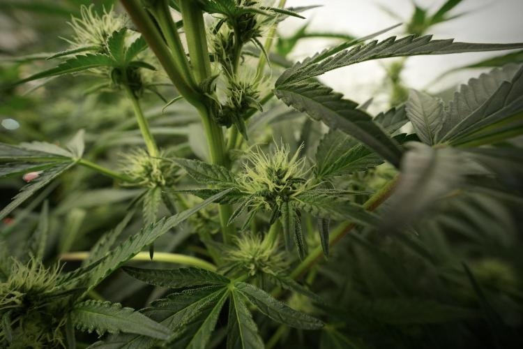 TicaL X Zamnesia-NectarDrip pack#268/750. Week 9 - Nectar Drip 12/12 From seed