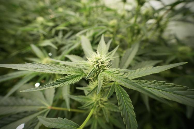 TicaL X Zamnesia-NectarDrip pack#268/750. Week 9 - Nectar Drip 12/12 From seed