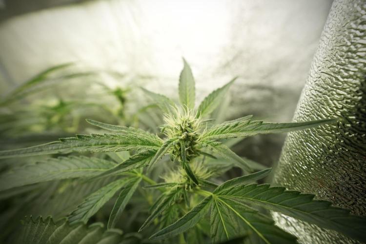 TicaL X Zamnesia-NectarDrip pack#268/750. Week 9 - Nectar Drip 12/12 From seed