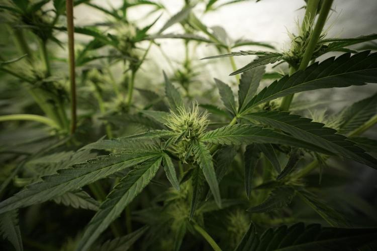 TicaL X Zamnesia-NectarDrip pack#268/750. Week 9 - Nectar Drip 12/12 From seed