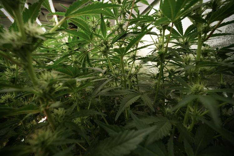 TicaL X Zamnesia-NectarDrip pack#268/750. Week 9 - Nectar Drip 12/12 From seed