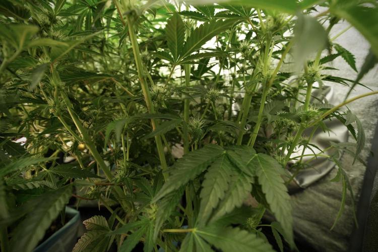 TicaL X Zamnesia-NectarDrip pack#268/750. Week 9 - Nectar Drip 12/12 From seed