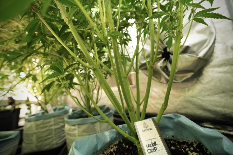 TicaL X Zamnesia-NectarDrip pack#268/750. Week 9 - Nectar Drip 12/12 From seed