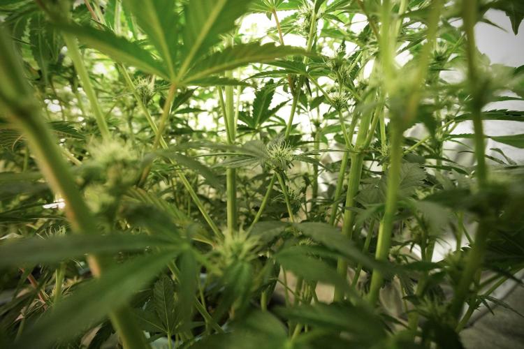 TicaL X Zamnesia-NectarDrip pack#268/750. Week 9 - Nectar Drip 12/12 From seed