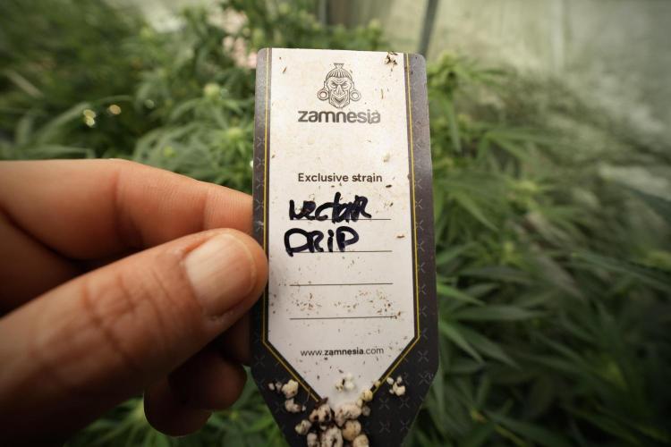 TicaL X Zamnesia-NectarDrip pack#268/750. Week 9 - Nectar Drip 12/12 From seed