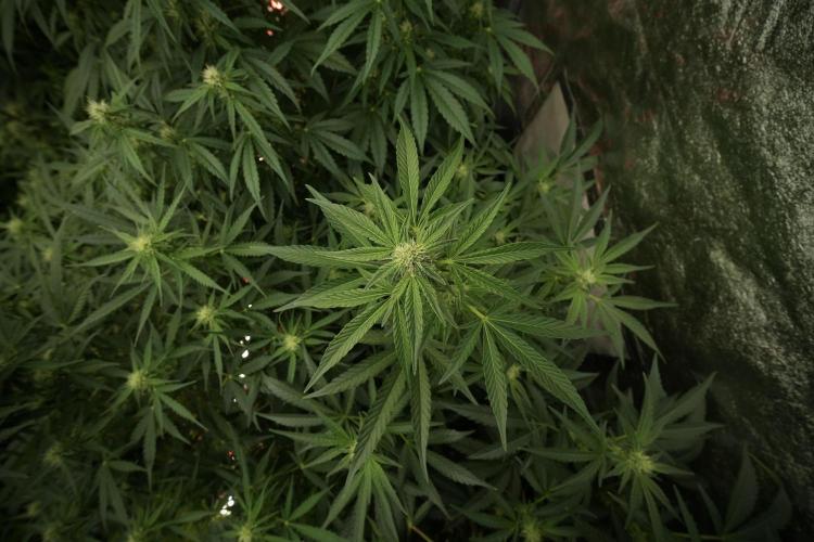 TicaL X Zamnesia-NectarDrip pack#268/750. Week 9 - Nectar Drip 12/12 From seed