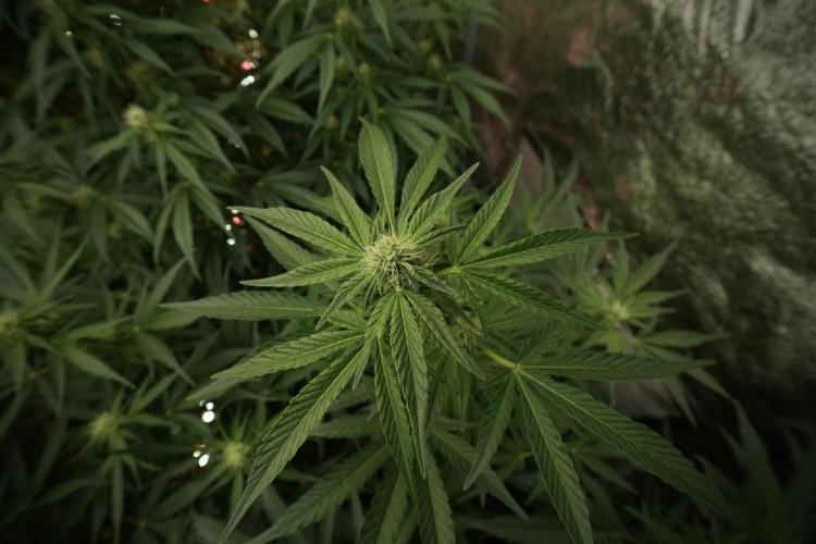 TicaL X Zamnesia-NectarDrip pack#268/750. Week 9 - Nectar Drip 12/12 From seed