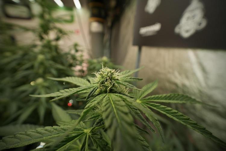 TicaL X Zamnesia-NectarDrip pack#268/750. Week 9 - Nectar Drip 12/12 From seed