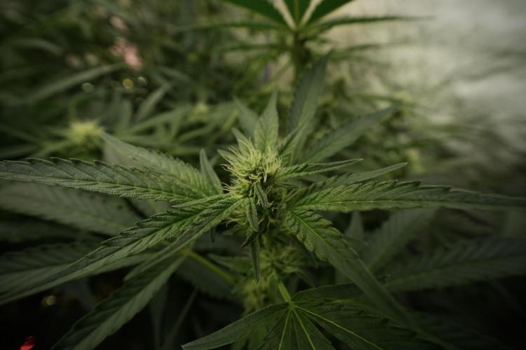 TicaL X Zamnesia-NectarDrip pack#268/750. Week 9 - Nectar Drip 12/12 From seed