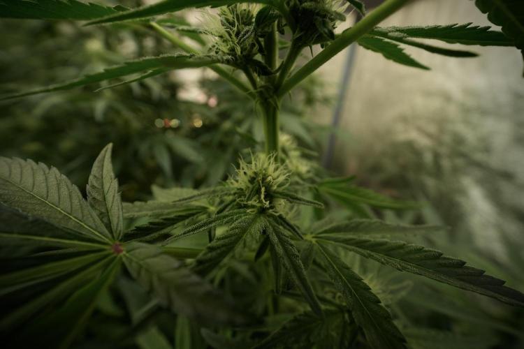 TicaL X Zamnesia-NectarDrip pack#268/750. Week 9 - Nectar Drip 12/12 From seed