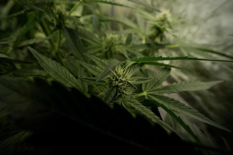 TicaL X Zamnesia-NectarDrip pack#268/750. Week 9 - Nectar Drip 12/12 From seed