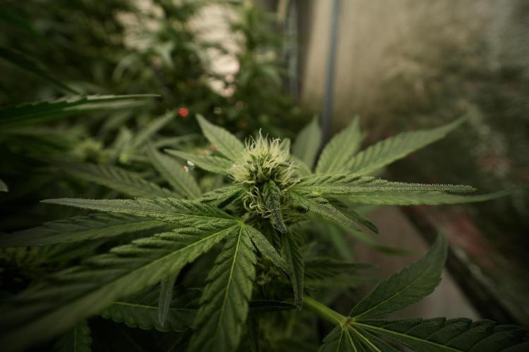 TicaL X Zamnesia-NectarDrip pack#268/750. Week 9 - Nectar Drip 12/12 From seed