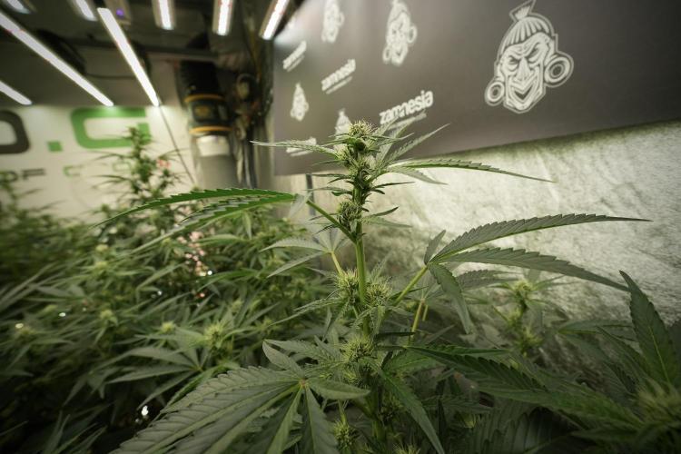 TicaL X Zamnesia-NectarDrip pack#268/750. Week 9 - Nectar Drip 12/12 From seed