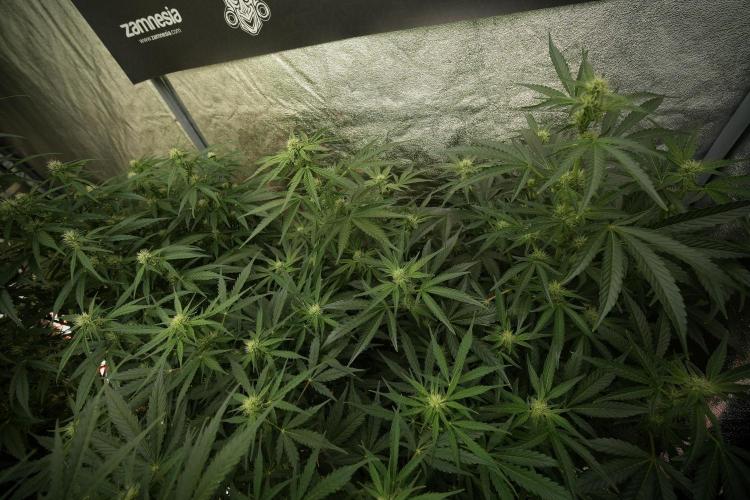 TicaL X Zamnesia-NectarDrip pack#268/750. Week 9 - Nectar Drip 12/12 From seed