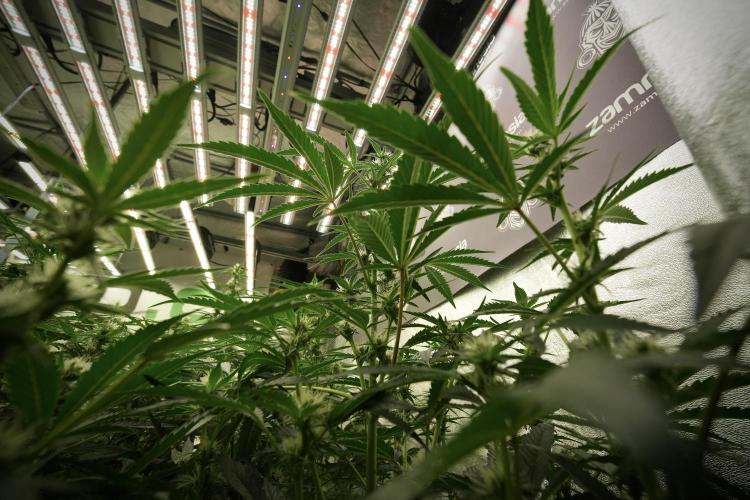 TicaL X Zamnesia-NectarDrip pack#268/750. Week 9 - Nectar Drip 12/12 From seed