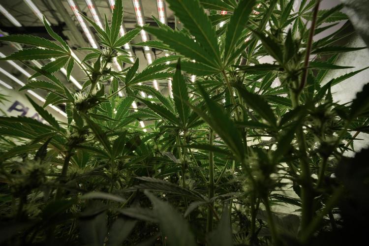 TicaL X Zamnesia-NectarDrip pack#268/750. Week 9 - Nectar Drip 12/12 From seed