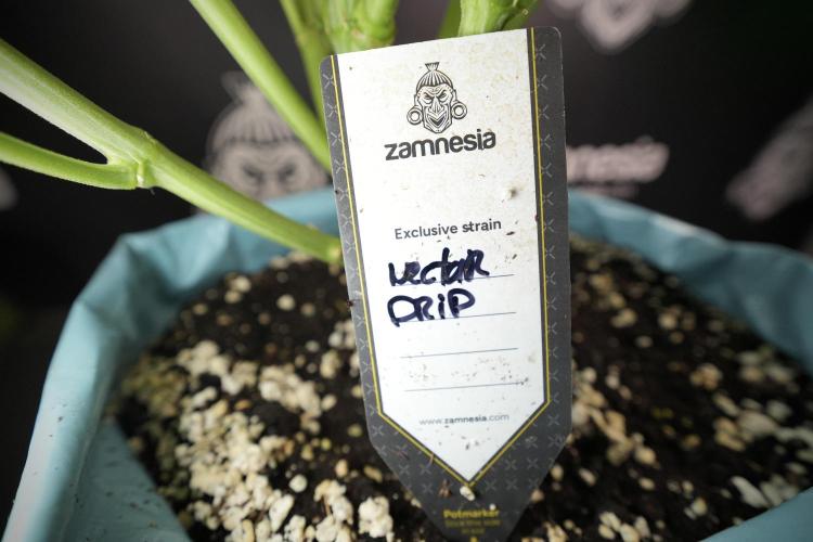 TicaL X Zamnesia-NectarDrip pack#268/750. Week 9 - Nectar Drip 12/12 From seed