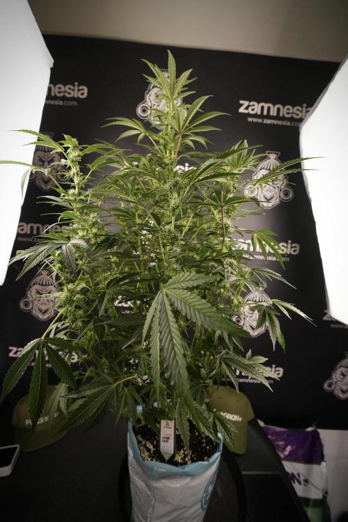 TicaL X Zamnesia-NectarDrip pack#268/750. Week 9 - Nectar Drip 12/12 From seed