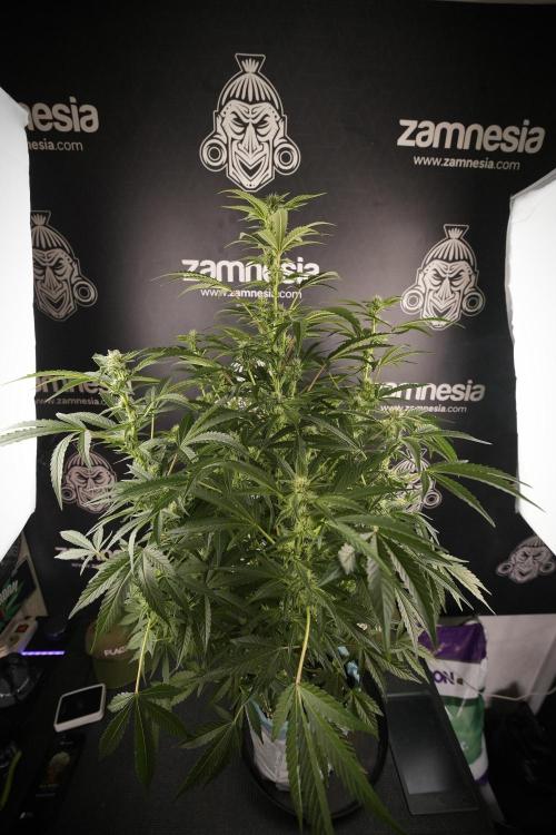 TicaL X Zamnesia-NectarDrip pack#268/750. Week 9 - Nectar Drip 12/12 From seed