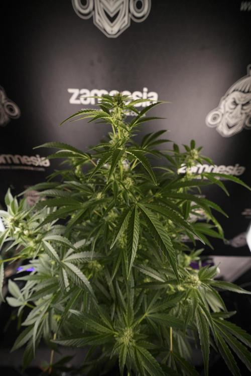 TicaL X Zamnesia-NectarDrip pack#268/750. Week 9 - Nectar Drip 12/12 From seed