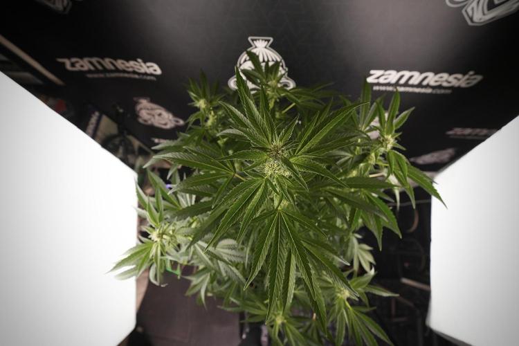 TicaL X Zamnesia-NectarDrip pack#268/750. Week 9 - Nectar Drip 12/12 From seed