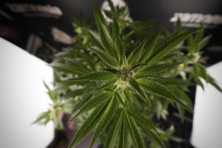 TicaL X Zamnesia-NectarDrip pack#268/750. Week 9 - Nectar Drip 12/12 From seed