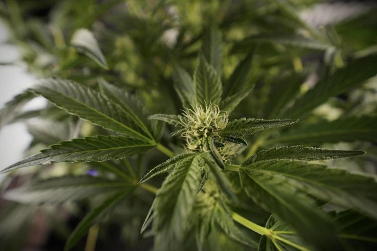 TicaL X Zamnesia-NectarDrip pack#268/750. Week 9 - Nectar Drip 12/12 From seed