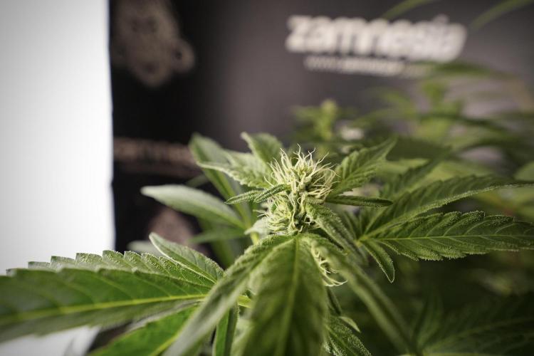 TicaL X Zamnesia-NectarDrip pack#268/750. Week 9 - Nectar Drip 12/12 From seed