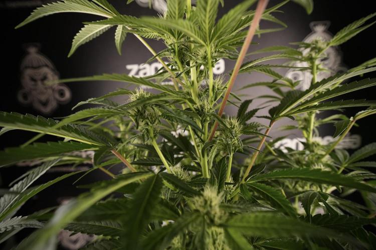 TicaL X Zamnesia-NectarDrip pack#268/750. Week 9 - Nectar Drip 12/12 From seed