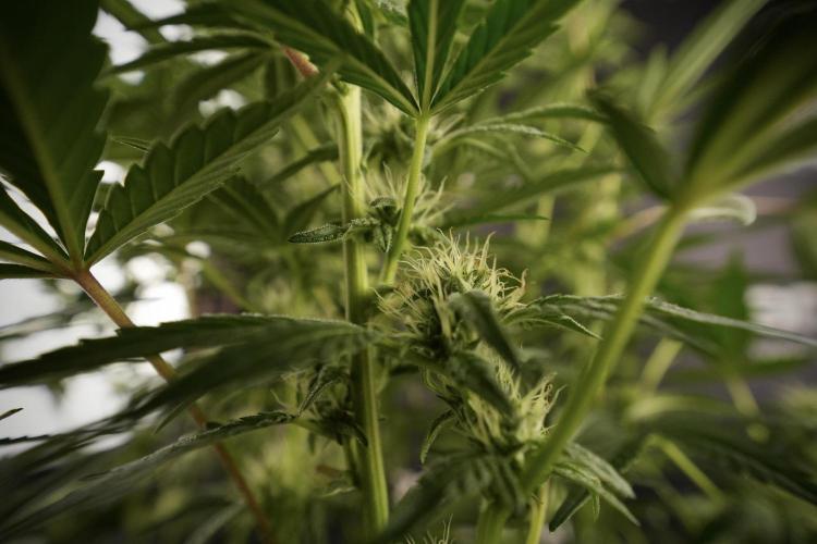 TicaL X Zamnesia-NectarDrip pack#268/750. Week 9 - Nectar Drip 12/12 From seed