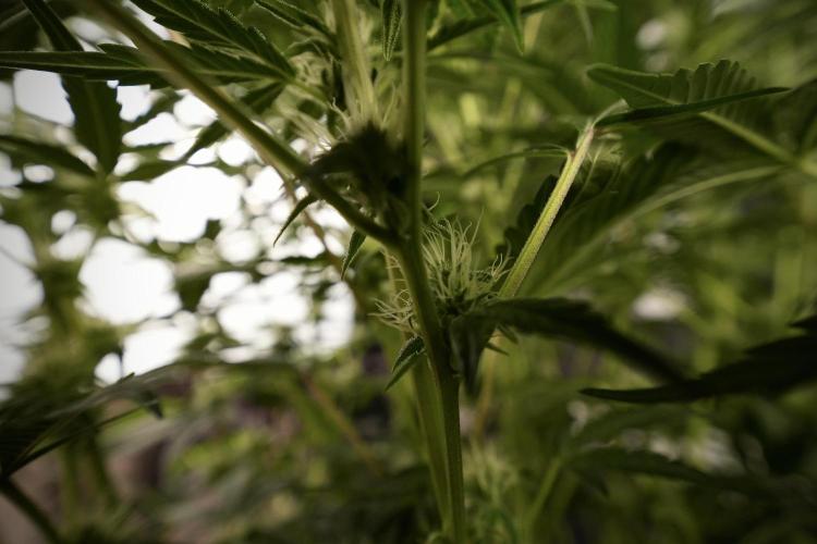 TicaL X Zamnesia-NectarDrip pack#268/750. Week 9 - Nectar Drip 12/12 From seed