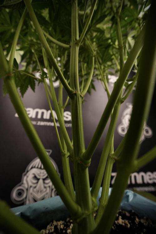 TicaL X Zamnesia-NectarDrip pack#268/750. Week 9 - Nectar Drip 12/12 From seed