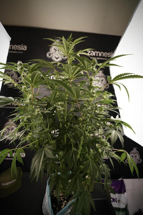 TicaL X Zamnesia-NectarDrip pack#268/750. Week 9 - Nectar Drip 12/12 From seed
