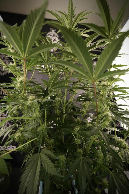 TicaL X Zamnesia-NectarDrip pack#268/750. Week 9 - Nectar Drip 12/12 From seed