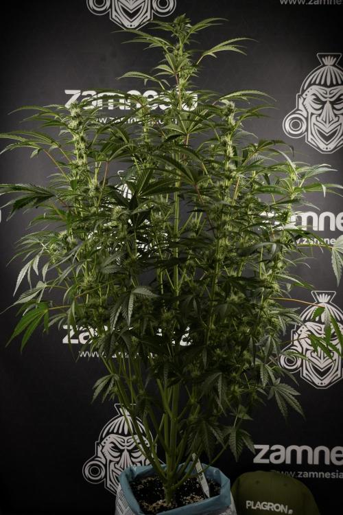 TicaL X Zamnesia-NectarDrip pack#268/750. Week 9 - Nectar Drip 12/12 From seed